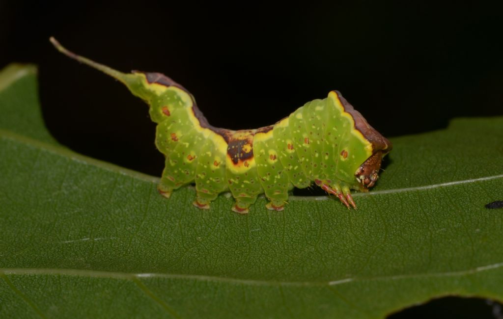 Bruco verde da identificare